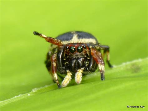 Jumping Spider Phiale Mimica Salticidae From Ecuador Ww Flickr