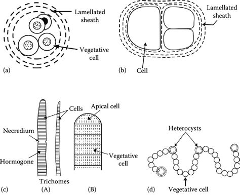 16 Diagrammatic View Of Some Common Cyanobacteria A Gloeocapsa Sp