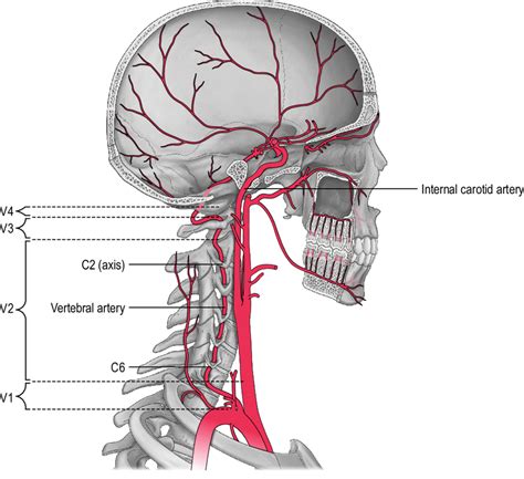 The Course Of The Vertebral And Internal Carotid Arteries Through The Download Scientific