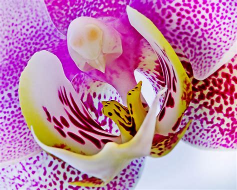 Orchid Photo Contest Winner Captures Intimate Look At