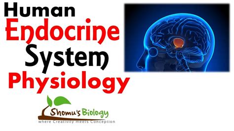 Endocrine System Physiology Human Endocrine Hormones Youtube