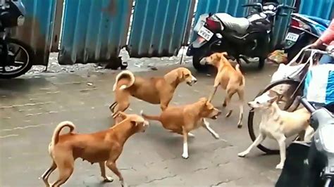 Dogs Fighting Youtube