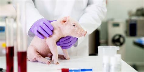 Scientists Just Transplanted Lab Grown Lungs Into Pigs