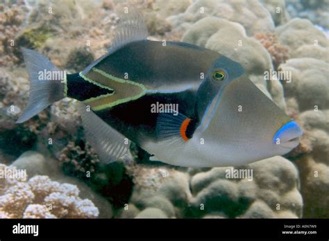 The Picasso Triggerfish Rhinecanthus Rectangulus Was Voted Hawaiis