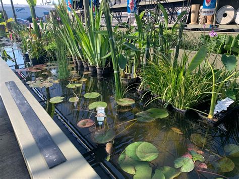 Aquatic Plants — Connies Pond And Koi