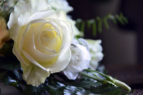 Detail Gambar Bunga Rose Putih Koleksi Nomer 38