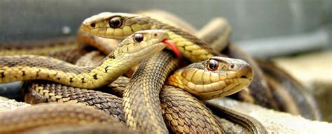8 Mitos E Verdades Sobre Serpente Ponto Biologia