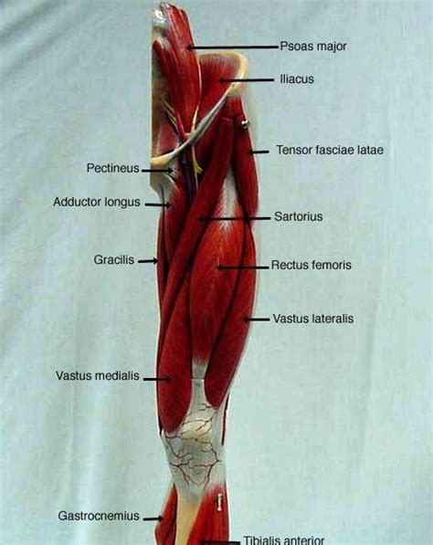 Upper Leg Tendon Anatomy Muscles Of The Thigh Part 2 Medial