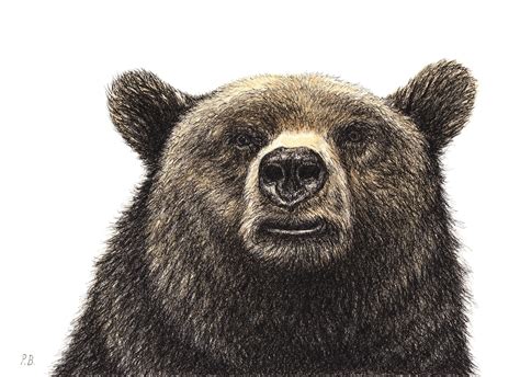 Grizzly Bear Portrait Original Drawing Pen Ink And Etsy