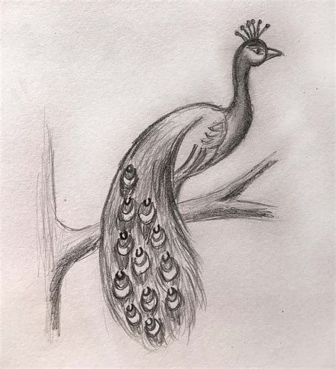 How To Draw A Peacock By Pencil Sketch Step By Step Bird Drawing My Xxx Hot Girl