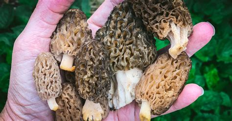 Foraging Morel Mushrooms Identification And Look Alikes