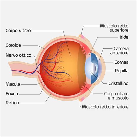 Anatomia Dell Occhio Dell Uomo Fatto L Occhio Umano