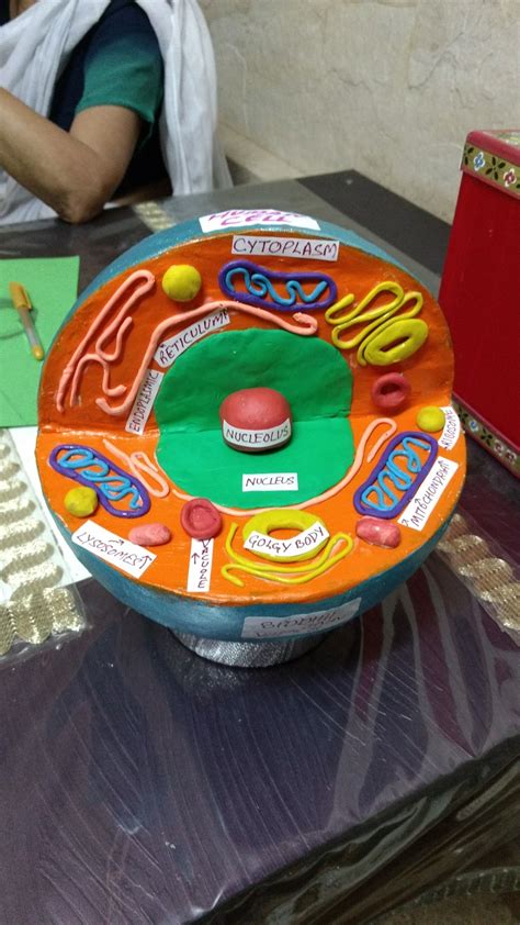 Plant cell project models 3d animal cell project. Human Cell | Animal cell project, Cell model project ...