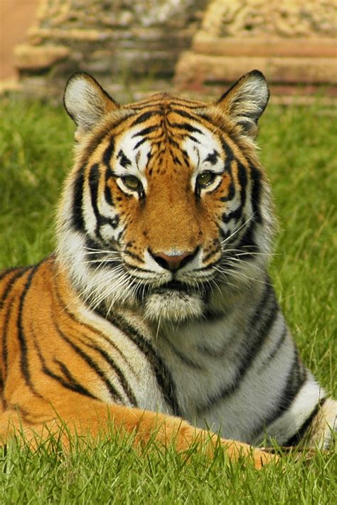 Tiger Free Stock Photo Close Up Of A Bengal Tiger 9462