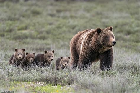 Grizzly Bear Super Mom Gives Birth To Her 17th Cub American News