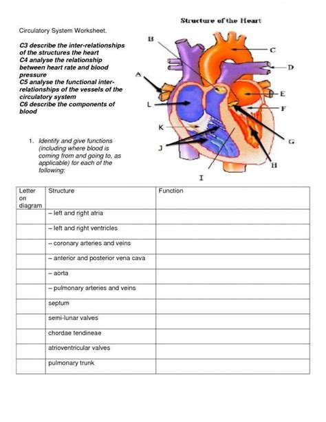 Components Of Blood Worksheet Answers Worksheet