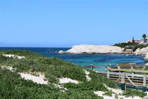 Penguins In Exotic And Beautiful Boulders Beach In South Africa Stock