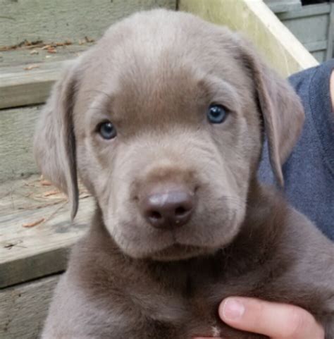 Labrador Retriever Puppies For Sale Houston Tx 171484