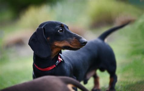 Premium Photo Portrait Of A Black Dachshund Puppy