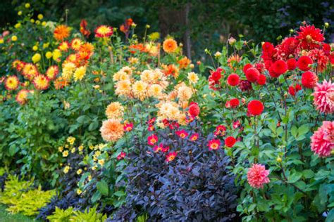 17200 Dahlia Flower Bed Stock Photos Pictures And Royalty Free Images
