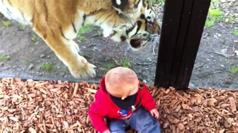 Their favorite prey is deer and wild boar. Tiger wants to eat baby - YouTube