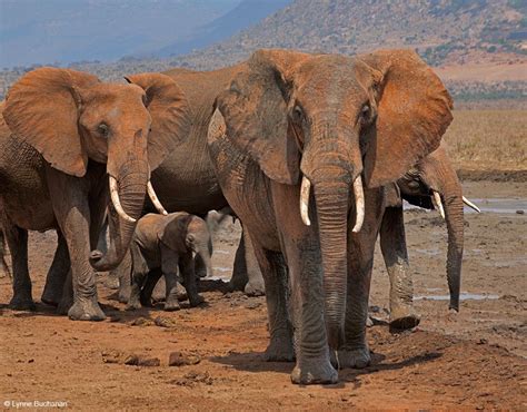 Elephants Protecting Their Young Lynne Buchanan Photography Nature