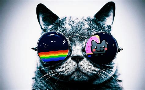 Gatos Cool Nyan Cat Cool Cats Cat Wallpaper