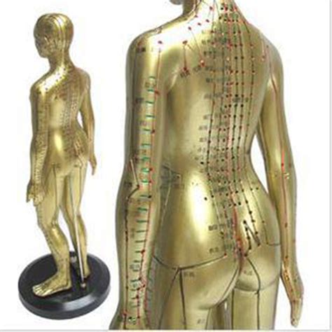 Meridian Model Human Acupuncture Point Human Body Model 50cm Medical