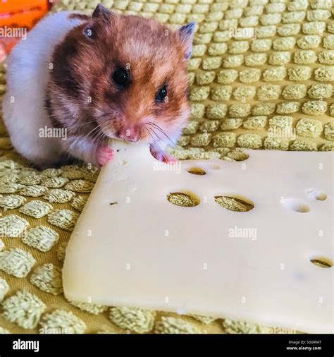 Hamster Eating A Slice Of Cheese Stock Photo Alamy