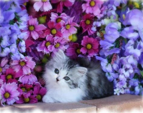 61 Best Images About Kitten In Flower On Pinterest