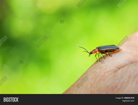 Firefly On Human Hand Image And Photo Free Trial Bigstock
