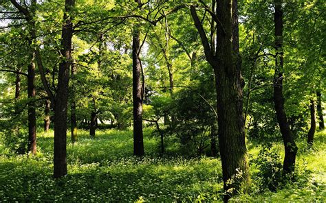 Free Photo Wood Landscape Forest Green Hills Free Download Jooinn