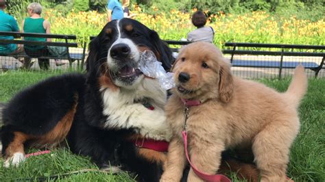 Bernese Mountain Dog And Golden Retriever Puppy Play With