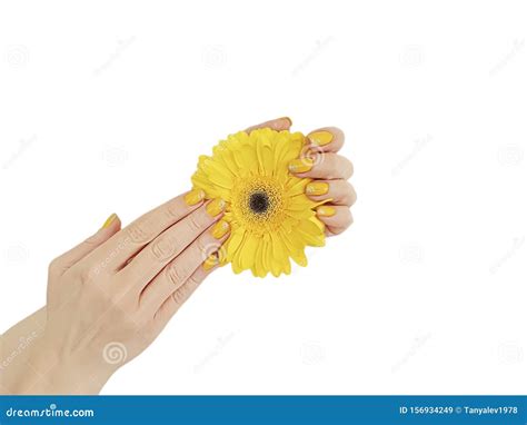 Female Hand Manicure Natural Lifestyles Healthy Gerbera Flower Spa Summer Isolated Stock Image