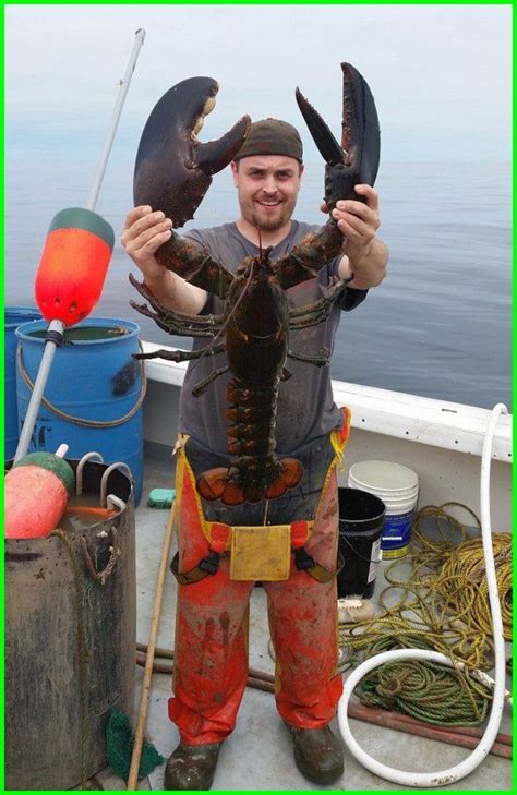 Biggest Lobster Pics Biggest Lobster Picture Biggest Maine Lobster