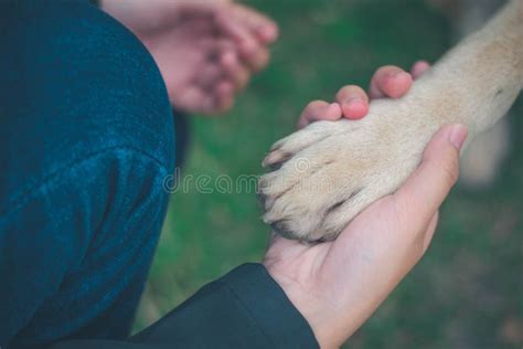 Relationship Between Human And Dog Stock Image Image Of Gesture Girl