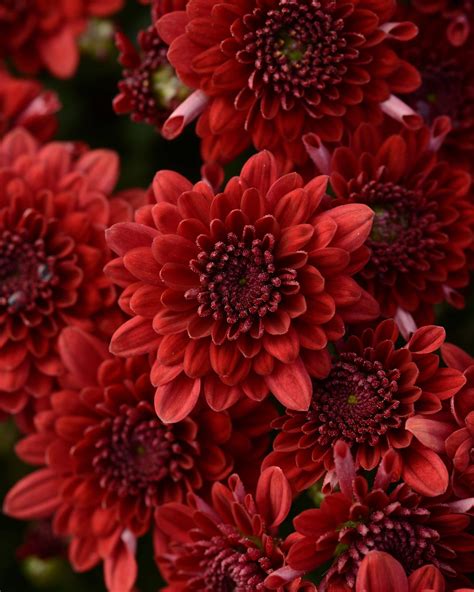 Chrysanthemum Red Mum Plant 115 Inch Decorative Pot Plants Direct
