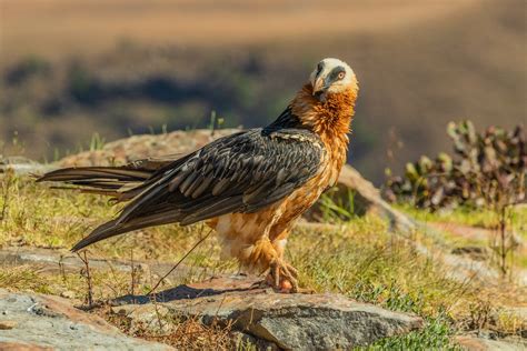 The Bearded Vulture Of The Drakensberg Mountains And The Kingdom Of