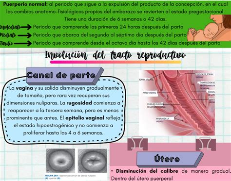Ginecolog A Y Obstetricia Infograf A Malformaciones Cong Nitas Del