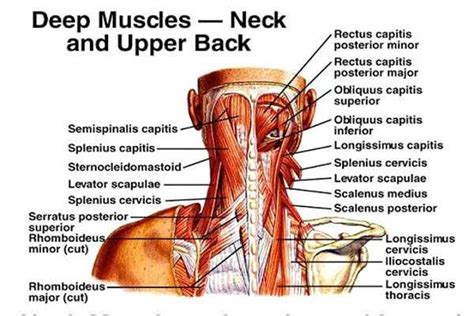 Many muscles, tendons, ligaments and cartilage form the soft tissue components of the shoulder's anatomy. Upper Back Muscles Anatomy - Anatomy Diagram Book