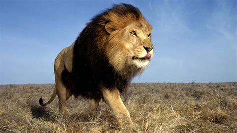 Fastest Land Animals In The World The List Of Top 10