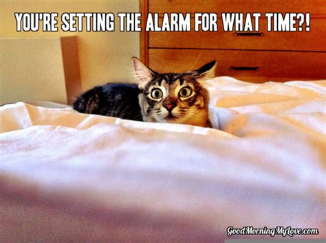 Cute And Funny Good Morning Memes Huffpost