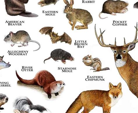 Mammals Of Indiana Poster Print Indiana Mammals Field Guide Etsy