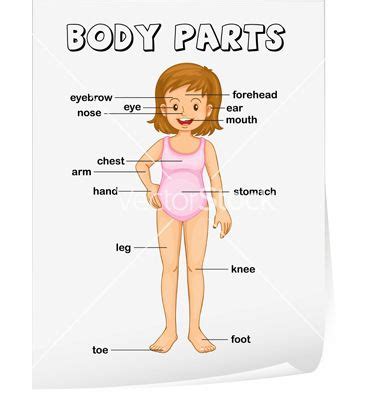 Human body, the physical substance of the human organism. Pin en Preschool