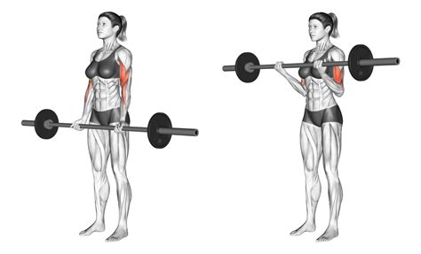 Barbell Curls Benefits Muscles Worked And More Inspire Us