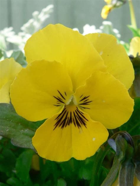 Free Picture Yellow Pansy Flowering