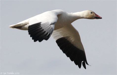 Flying Snow Geese Snow Goose Bird Life List Waterfowl Taxidermy