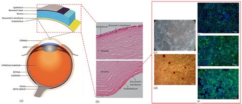 Anatomy Of The Human Eye And Cornea A The Figure Illustrates