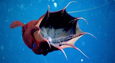 Weirdest Deep Sea Creatures