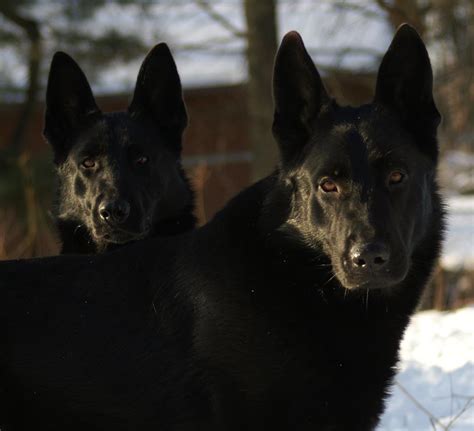Black German Shepherds New York Canine